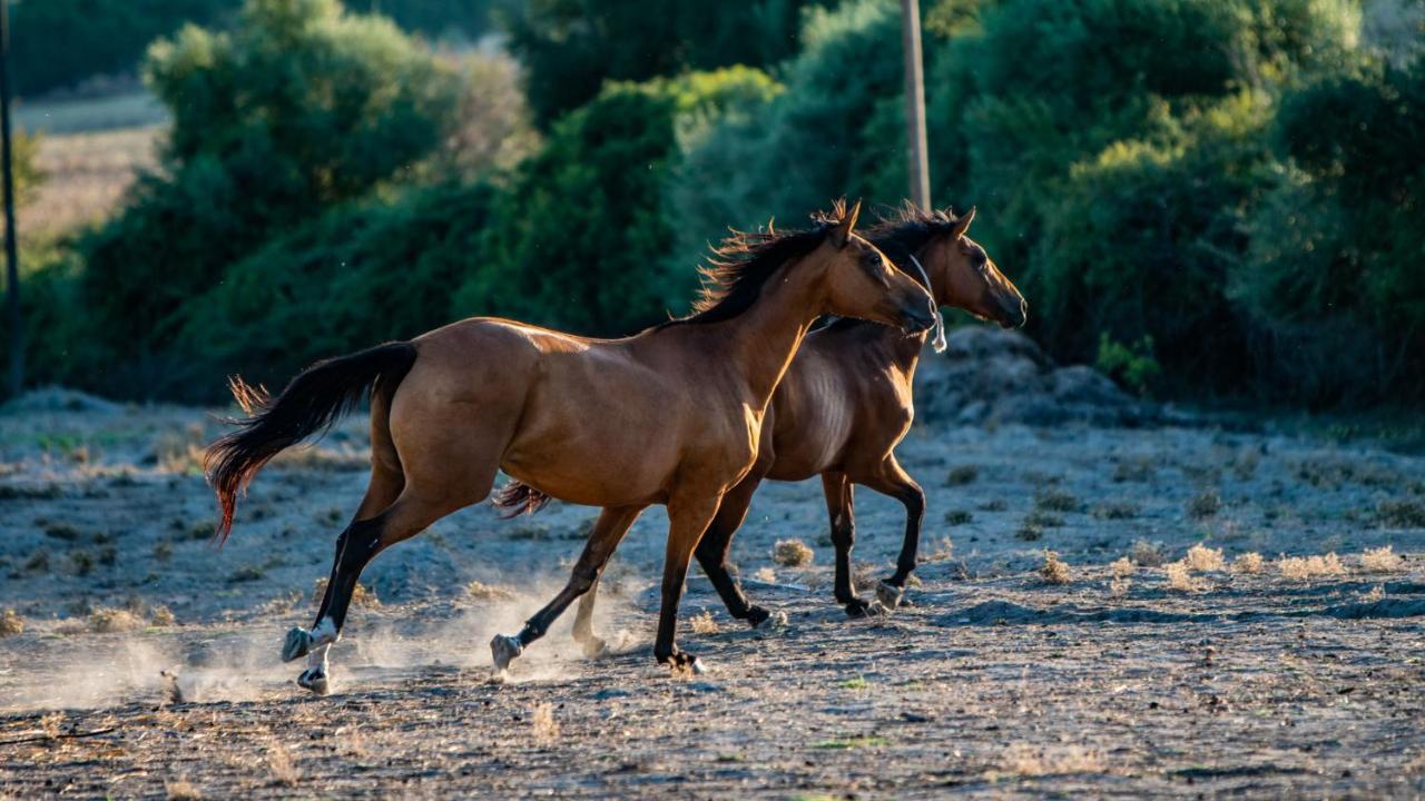 Agriturismo Carrucana Martis Kültér fotó