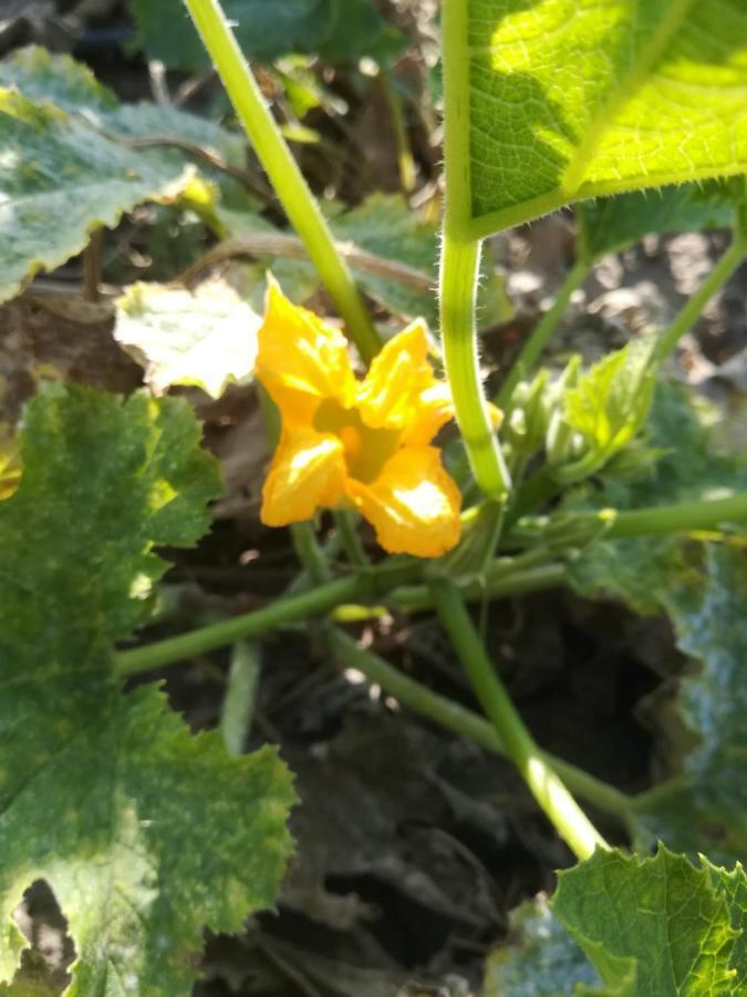 Agriturismo Carrucana Martis Kültér fotó